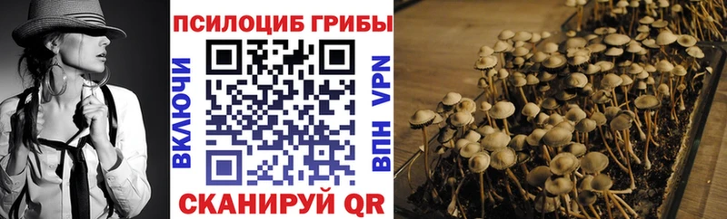 мега как войти  Хотьково  Галлюциногенные грибы Cubensis 